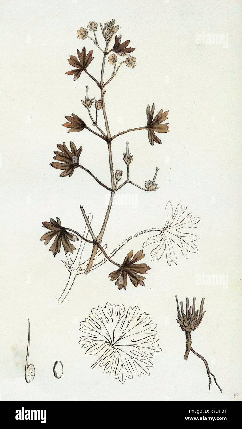 Geranium Pusillum Small-Flowered Crane's-Bill Stock Photo