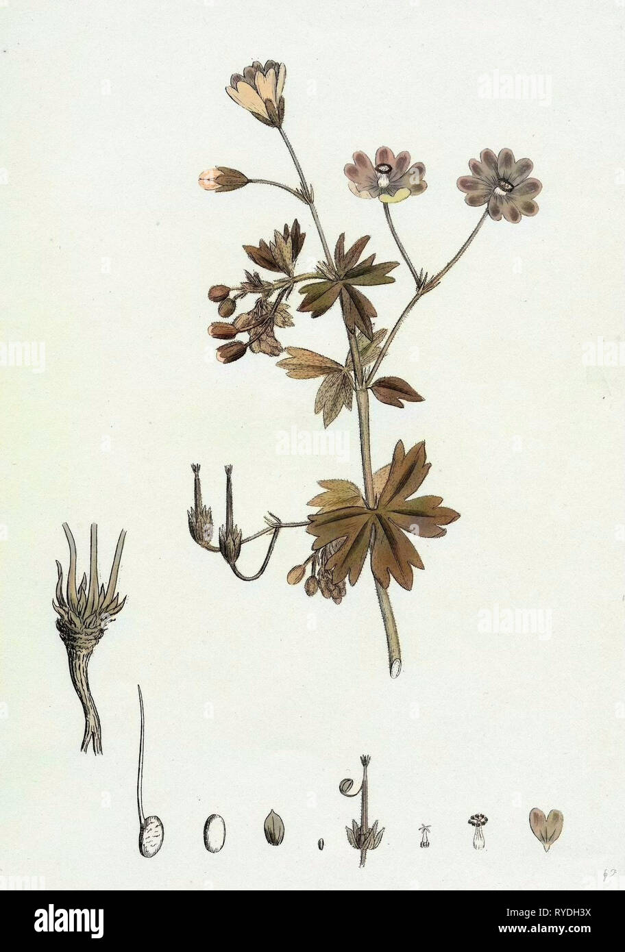 Geranium Pyrenaicum Mountain Crane's-Bill Stock Photo
