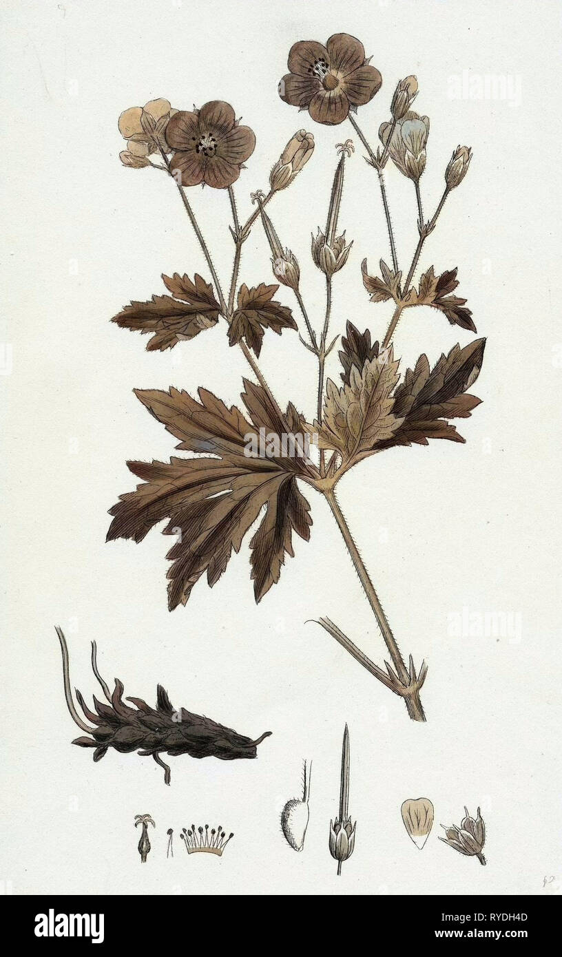 Geranium Sylvaticum Wood Crane's-Bill Stock Photo