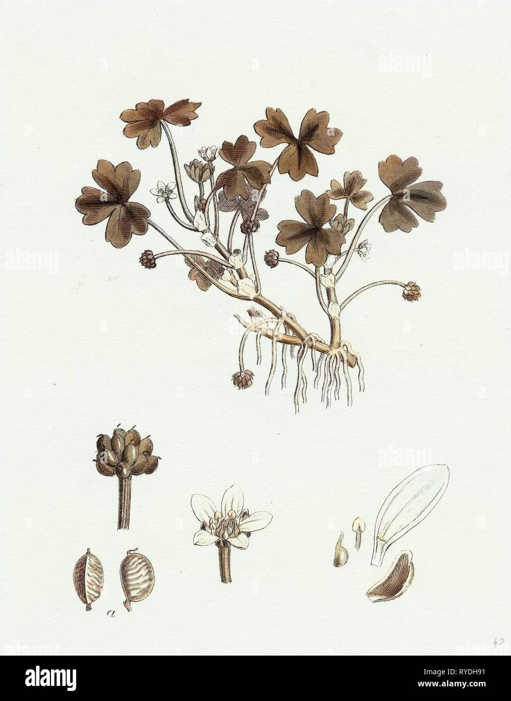 Ranunculus Tripartitus Three-Lobed Water-Crowfoot Stock Photo
