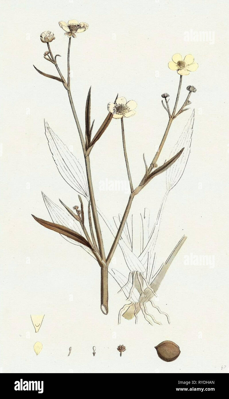 Ranunculus Eu-Flammula Lesser Spearwort Stock Photo