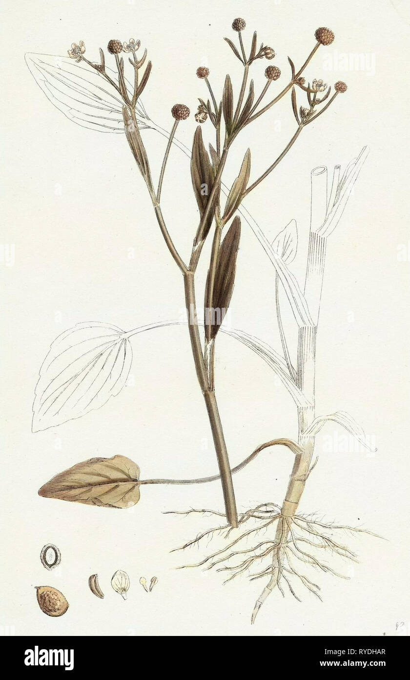 Ranunculus Ophioglossifolius Adder's Tongue-Leaved Crowfoot Stock Photo