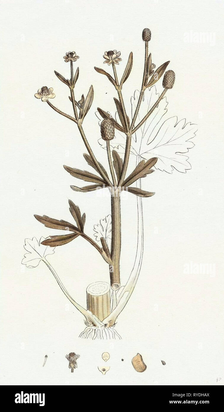 Ranunculus Sceleratus Celery-Leaved Water-Crowfoot Stock Photo