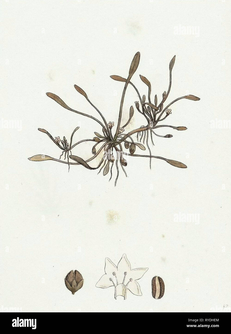 Limosella Aquatica Common Mudwort Stock Photo