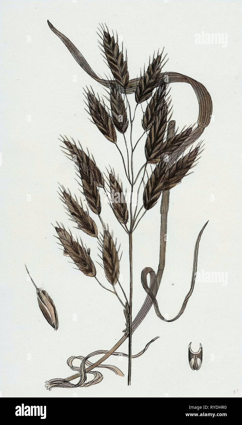 Bromus Secalinus Var. Velutinus Rye Brome-Grass Var. B Stock Photo