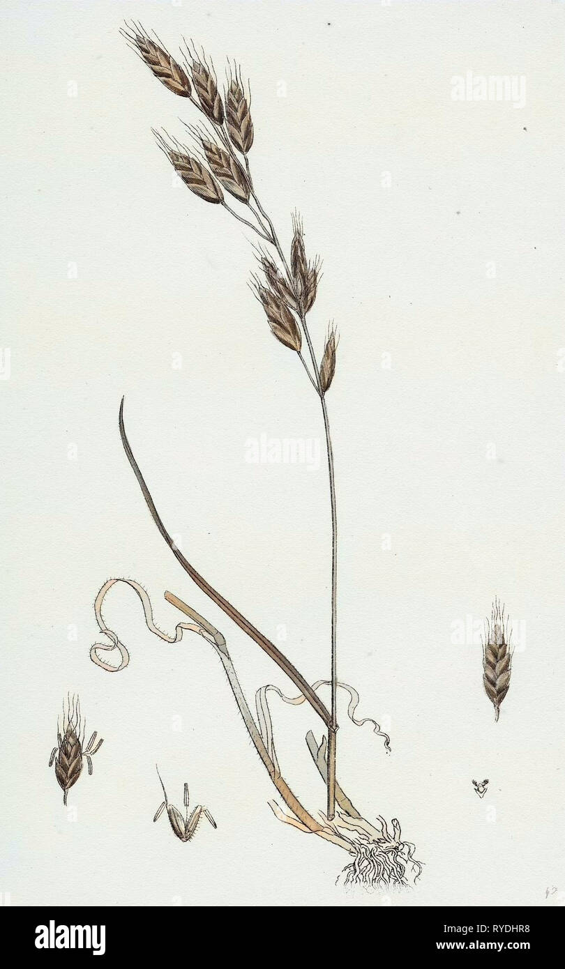 Bromus Racemosus Racemose Brome-Grass Stock Photo