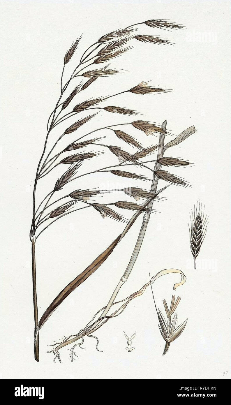 Bromus Arvensis Field Brome-Grass Stock Photo