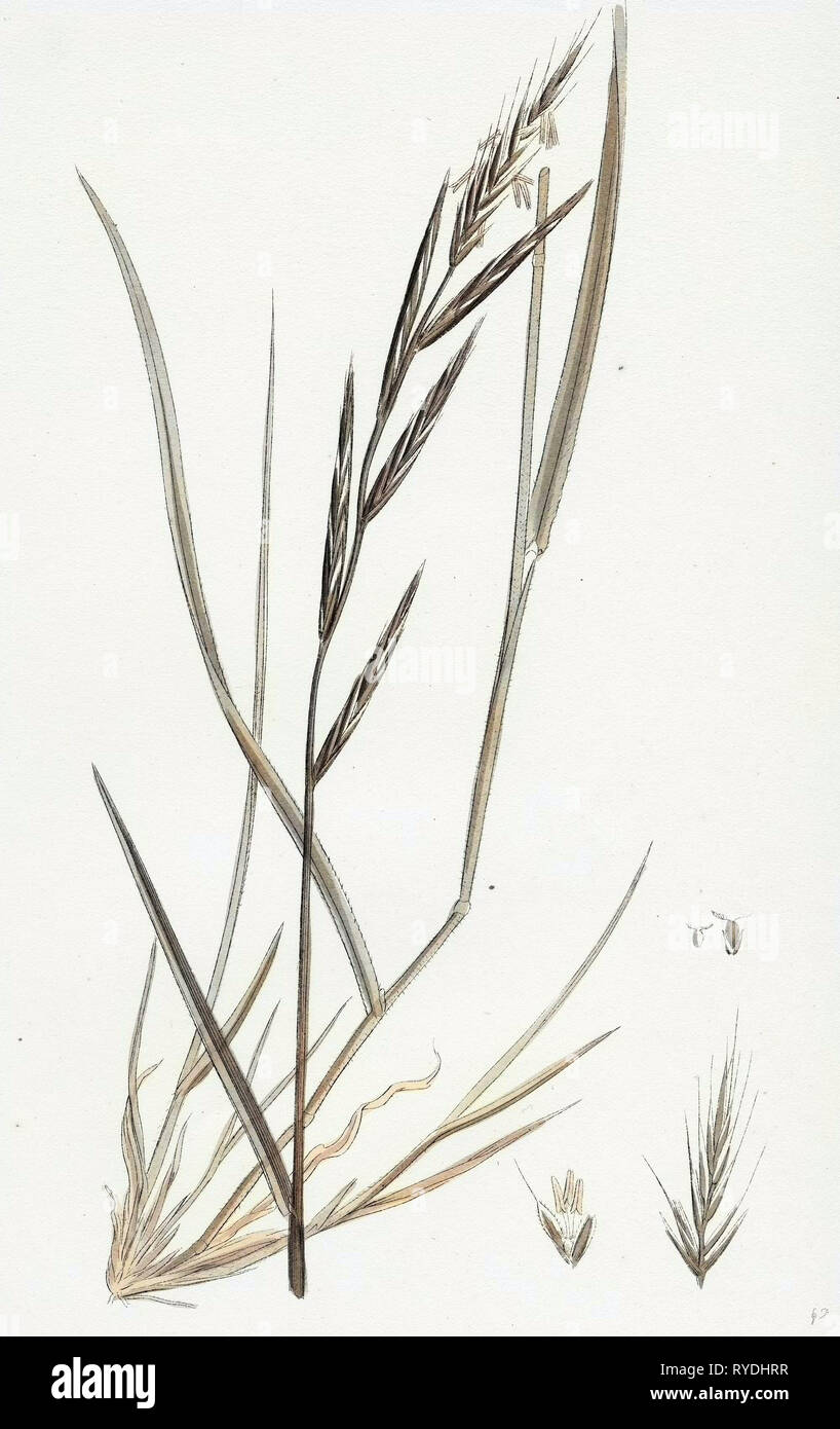 Brachypodium Sylvaticum Wood False-Brome-Grass Stock Photo