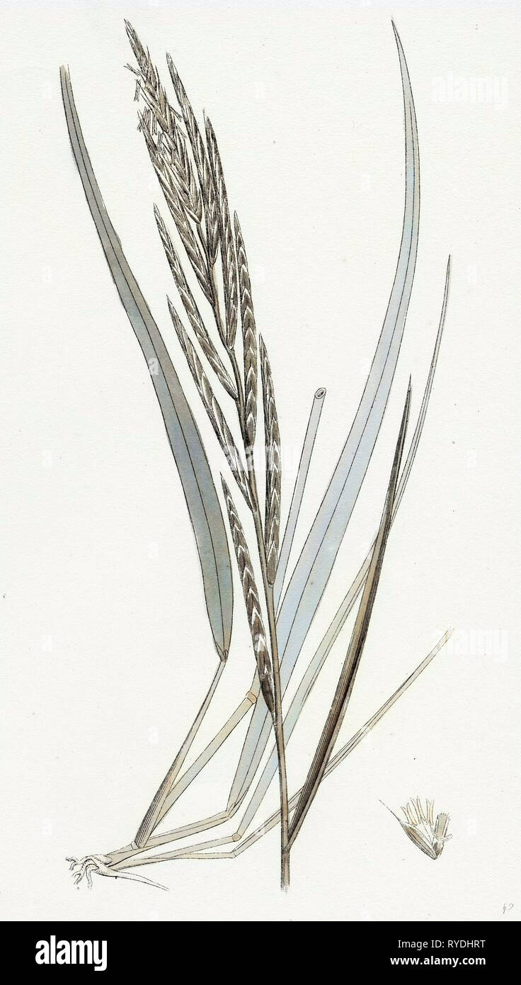 Brachypodium Pinnatum Barren False-Brome-Grass Stock Photo