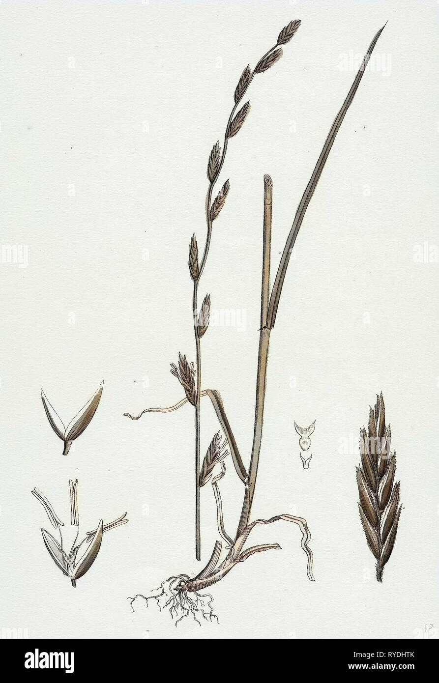 Festuca Pratensis Var. Loliacea Meadow FescueGrass Var. B Stock Photo