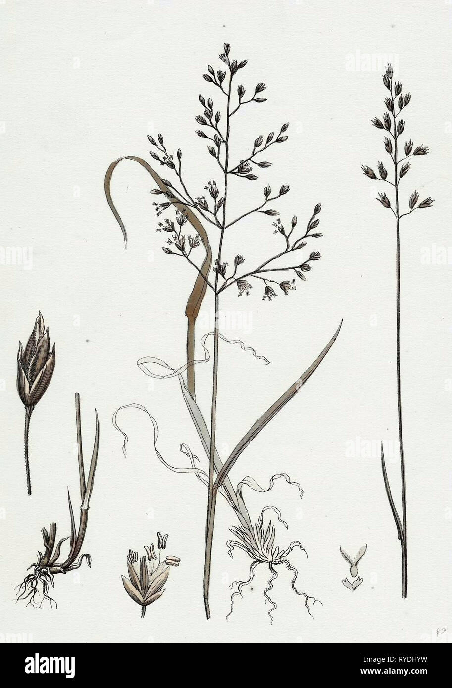 Poa Dissitiflora Glaucous Meadow-Grass Stock Photo