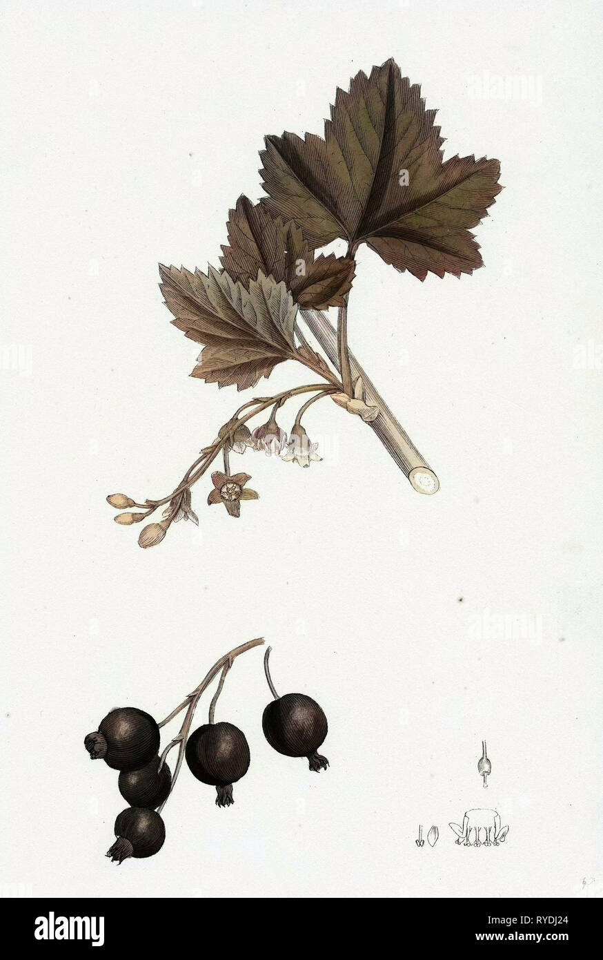 Botanical illustration of black currant hi-res stock photography and images  - Page 2 - Alamy