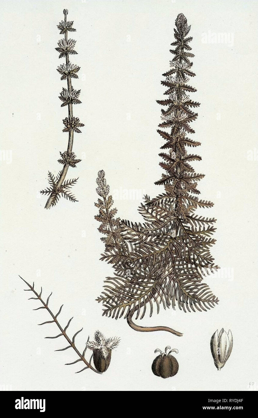 Myriophyllum Verticillatum Whorled Water-Milfoil Stock Photo
