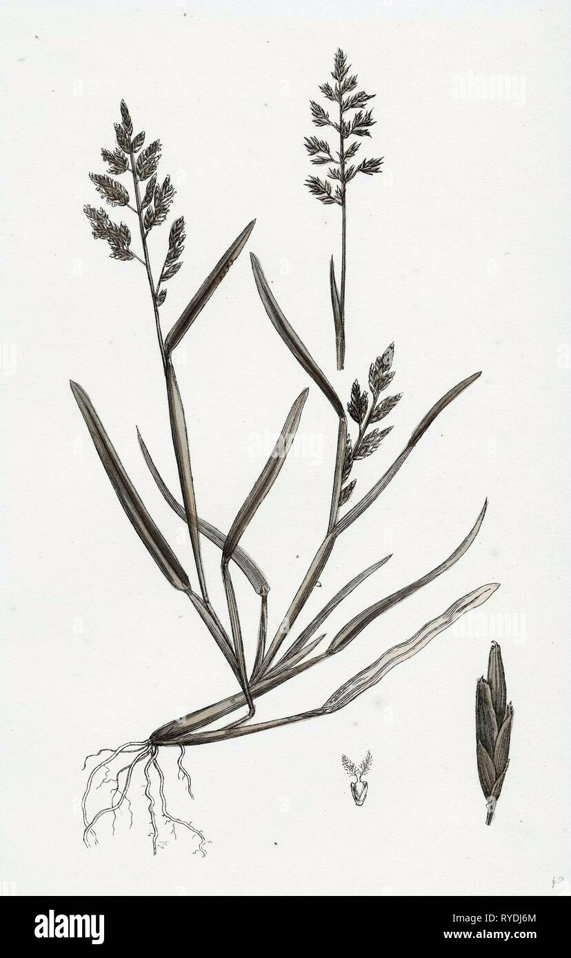 Sclerochloa Procumbens Procumbent Meadow-Grass Stock Photo