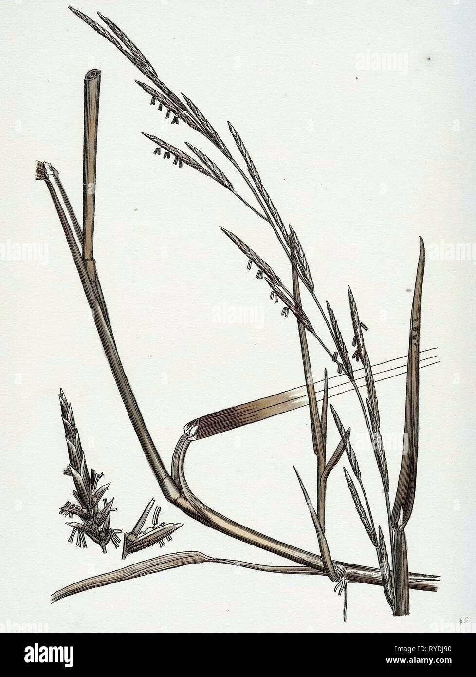 Glyceria Eu-Fluitans Floating Meadow-Grass Stock Photo
