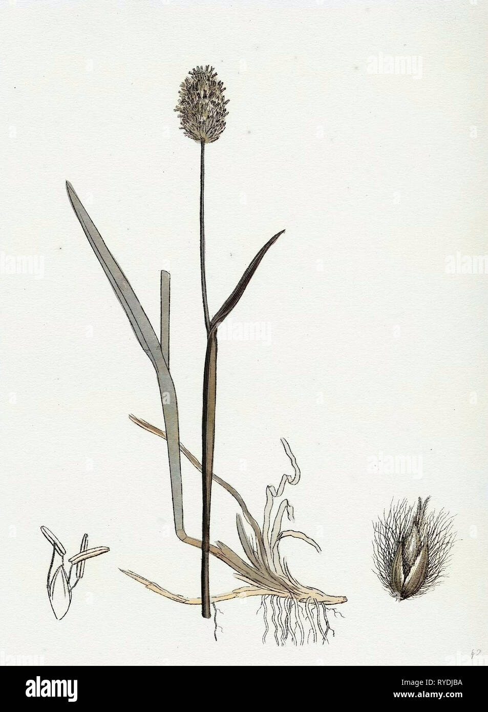 Alopecurus Alpinus Alpine FoxTailGrass Stock Photo Alamy
