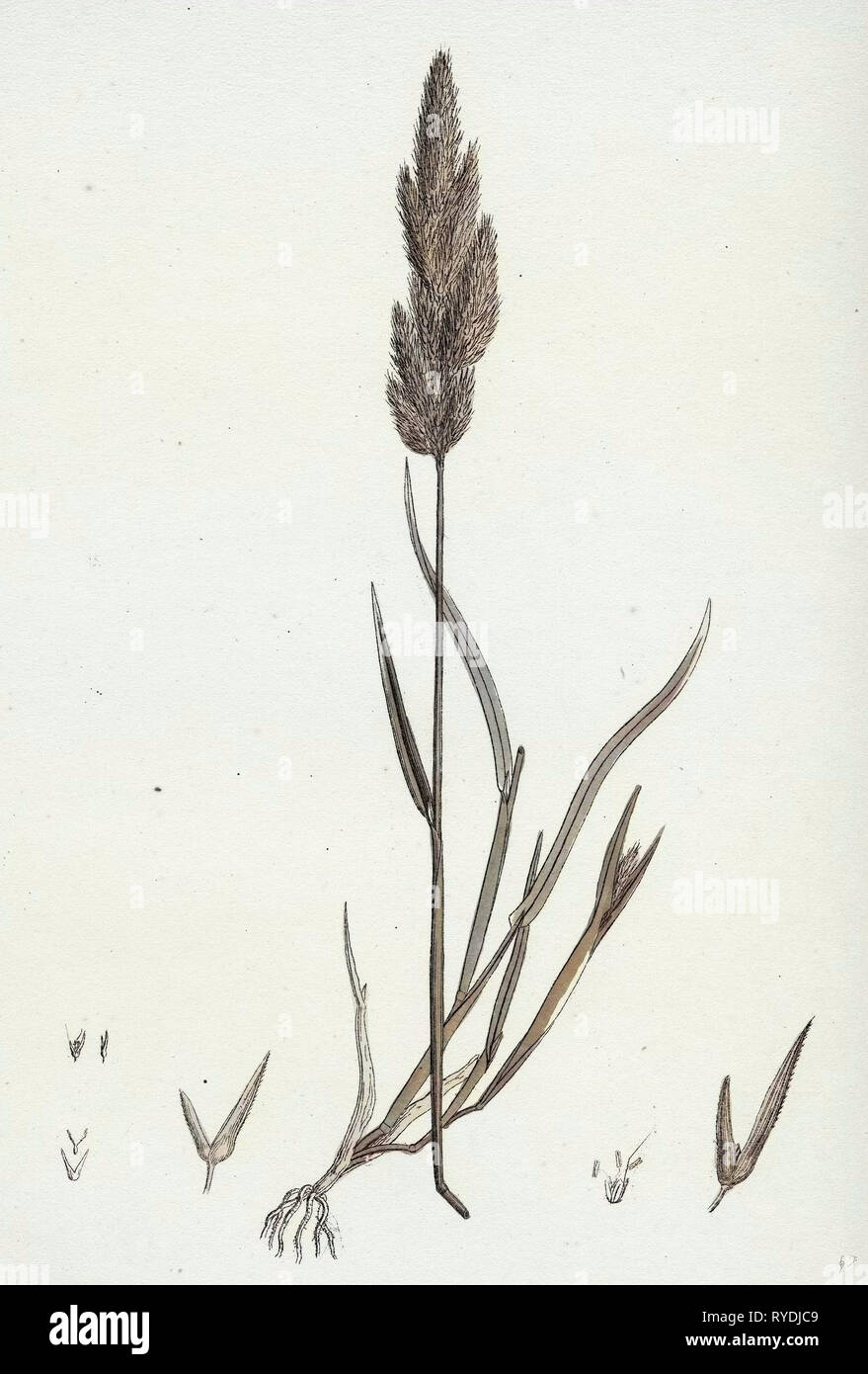 Gastridium Lendigerum Awned Nit-Grass Stock Photo
