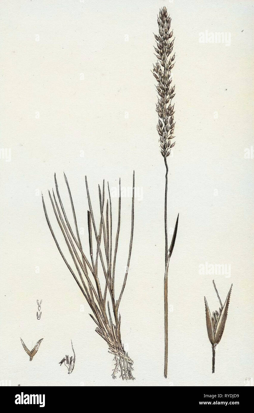 Agrostis Setacea Bristle-Leaved Bent-Grass Stock Photo