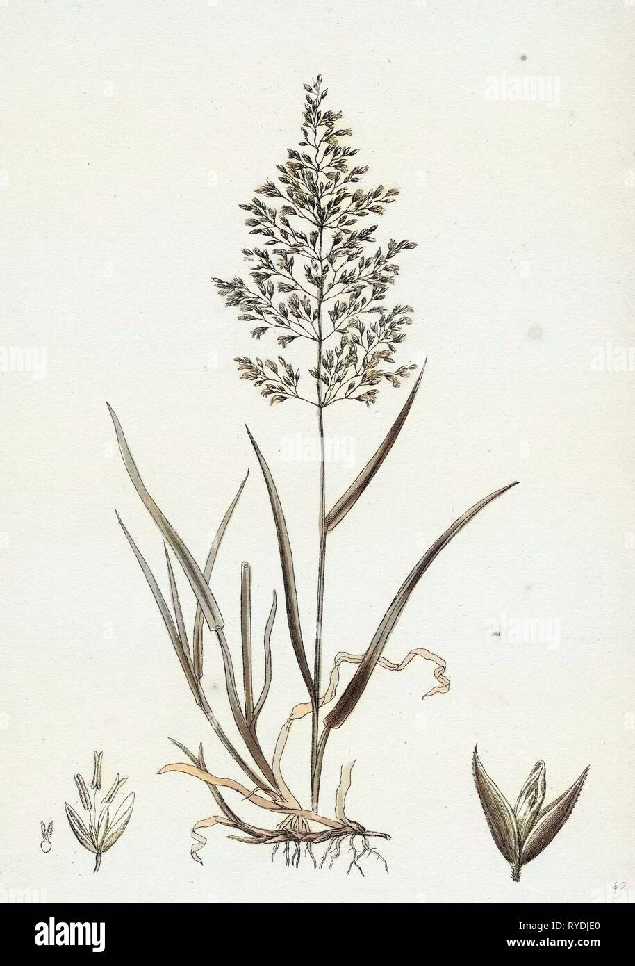 Agrostis Vulgaris Common Bent-Grass Stock Photo