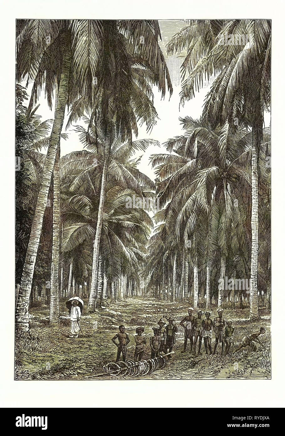 CocoaNut Plantation in Ceylon, Sri Lanka Stock Photo Alamy