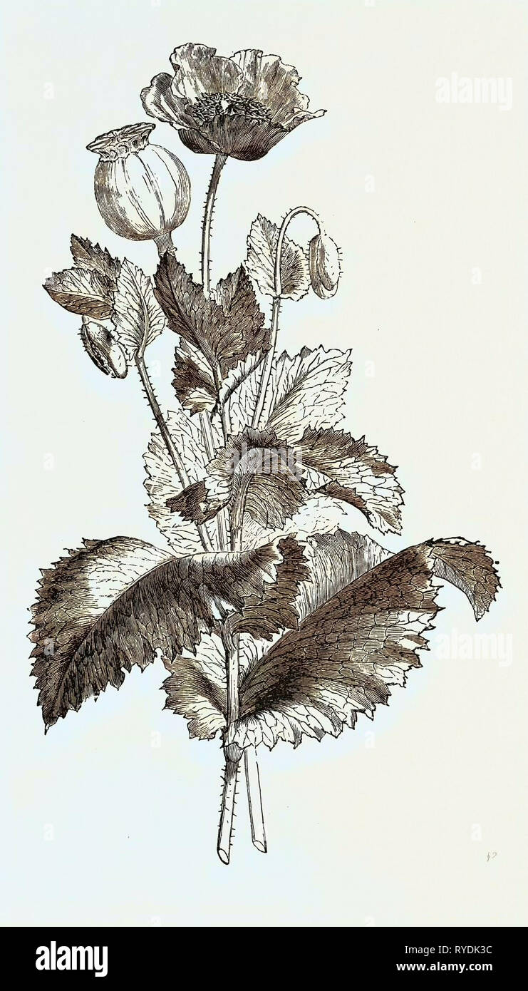 Engraving opium poppy hi-res stock photography and images - Alamy