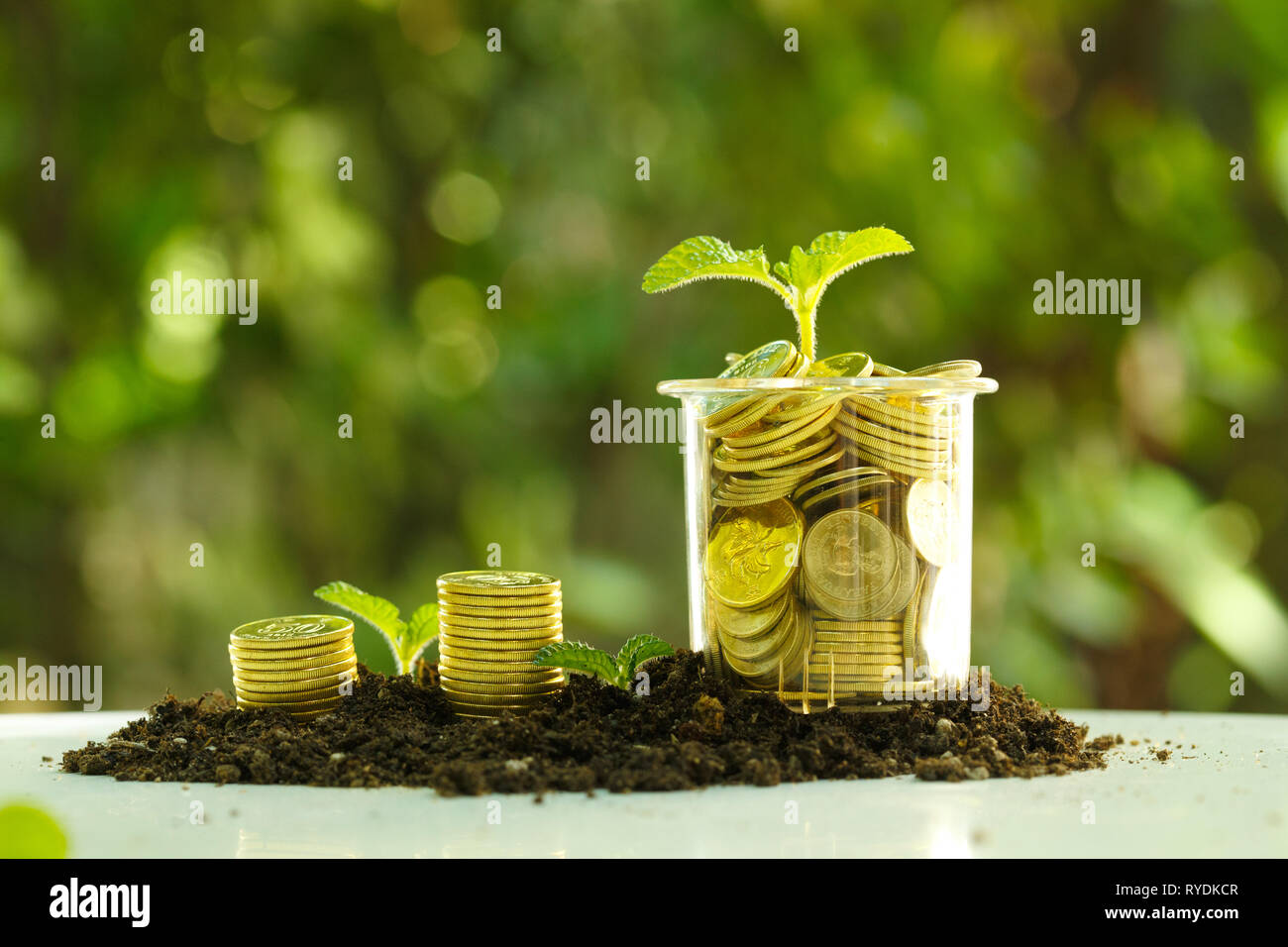 Gold COINS and small bud Stock Photo Alamy
