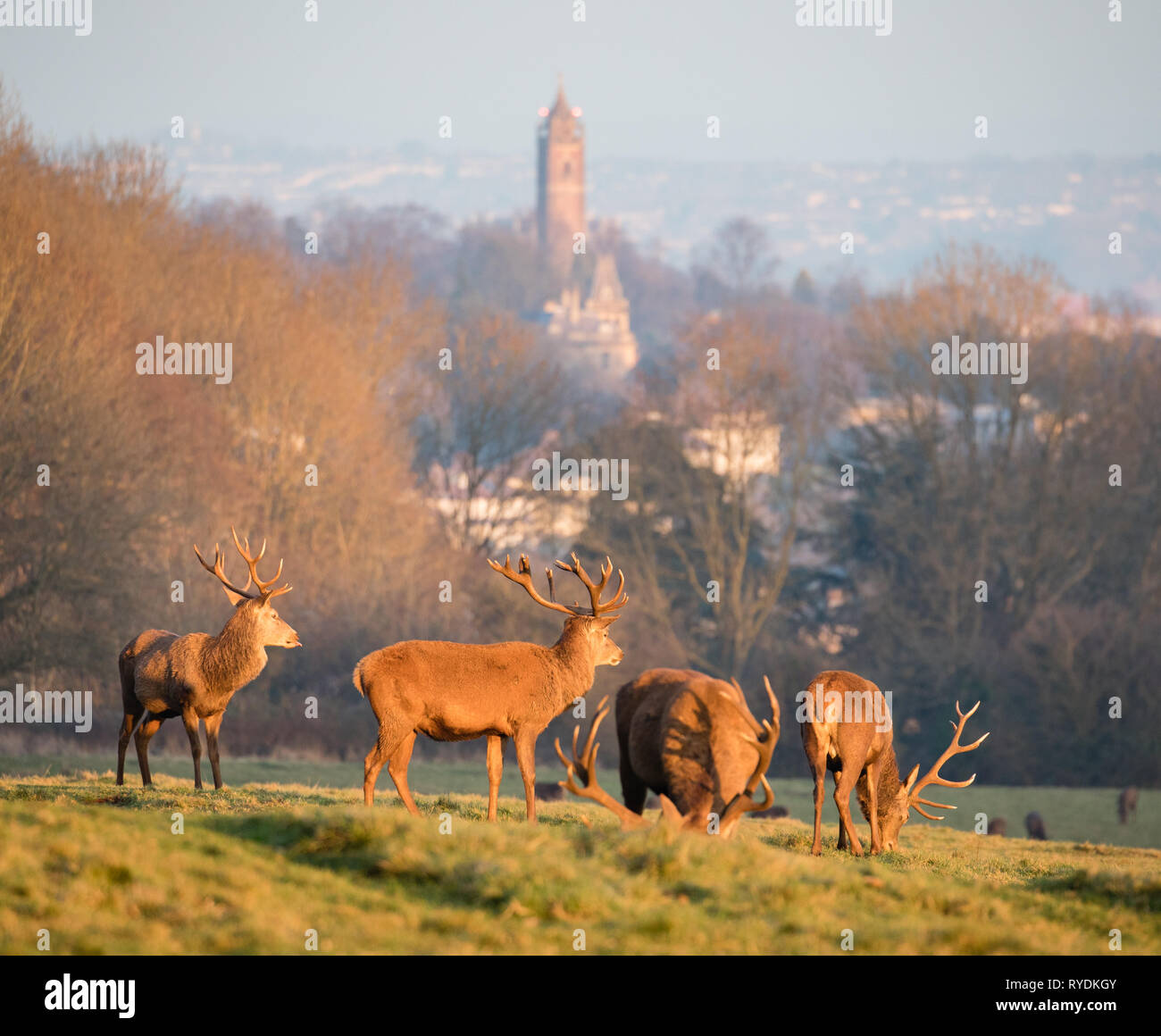 Red deer stags browsing in Ashton Court above Bristol UK on a winter's evening with the city and Cabot tower in the distance Stock Photo