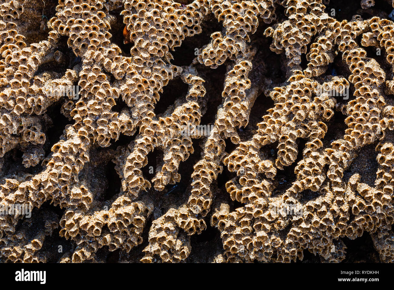 Sandy tubes of the Honeycomb Worm Sabellaria alveolata on rocks of the Gower peninsula in South Wales UK Stock Photo