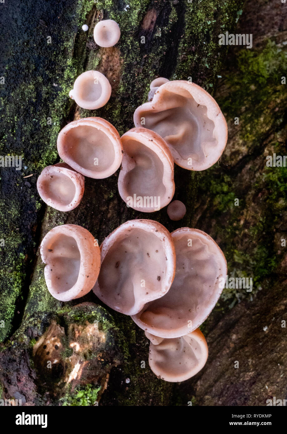 Jew's ear fungus Auricularia auricula-judae now known as wood ear or jelly ear growing on a fallen log in a Somerset wood UK Stock Photo