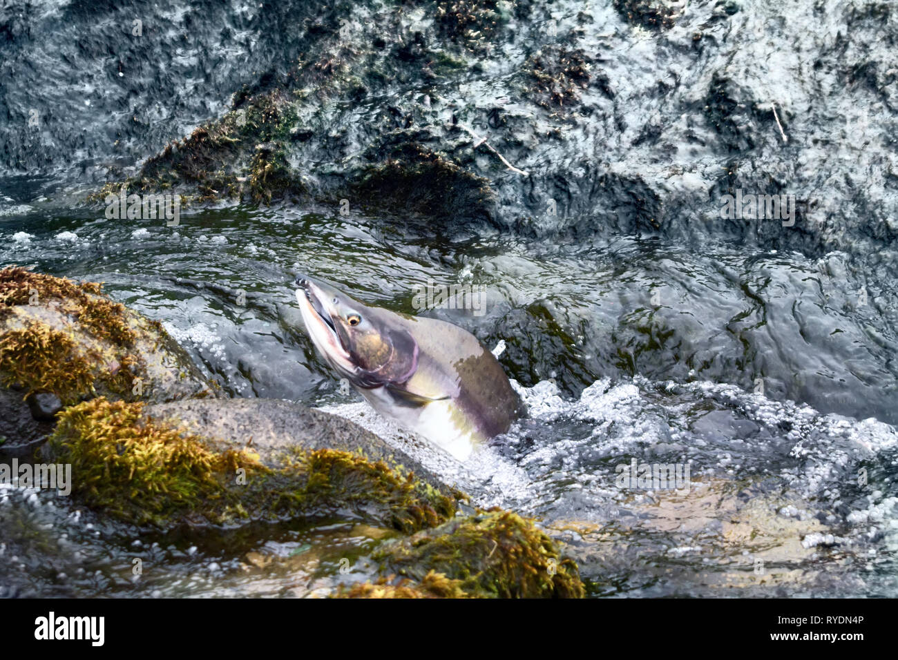Struggle for survival. Rush of salmon to spawning grounds and overcomes the streams of water - rheophil fish. Aleutian Islands and Commander Stock Photo