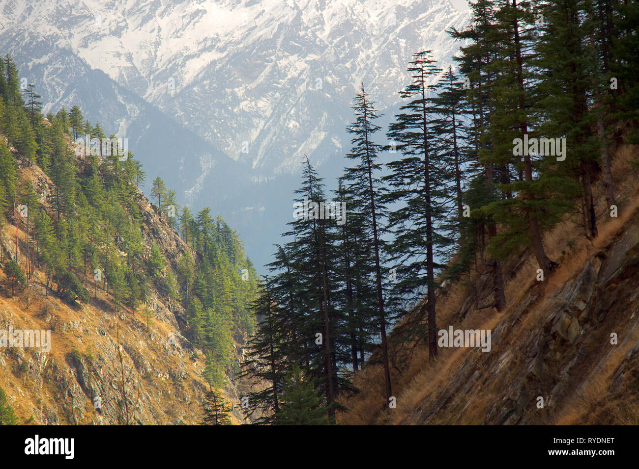 Pre-Himalayas forest consists of Himalayan cedar (deodar, Cedrus deodara) on the right. Coniferous deciduous forest on mountain slopes. India, mountai Stock Photo