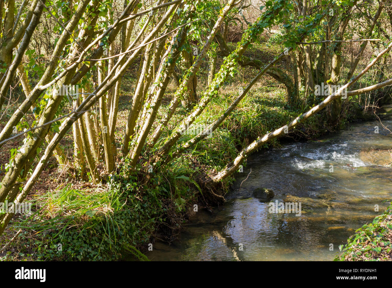 English woodland with a stream flowing through. Dorset, United Kingdom Stock Photo