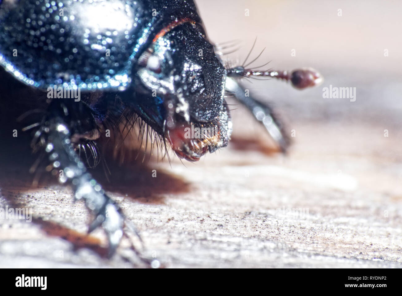 Armored beetle - the whole and the parts of the body. Dorbeetle, clock beetle (Geotrupes stercorarius). Jaws close up. Ultra macro Stock Photo