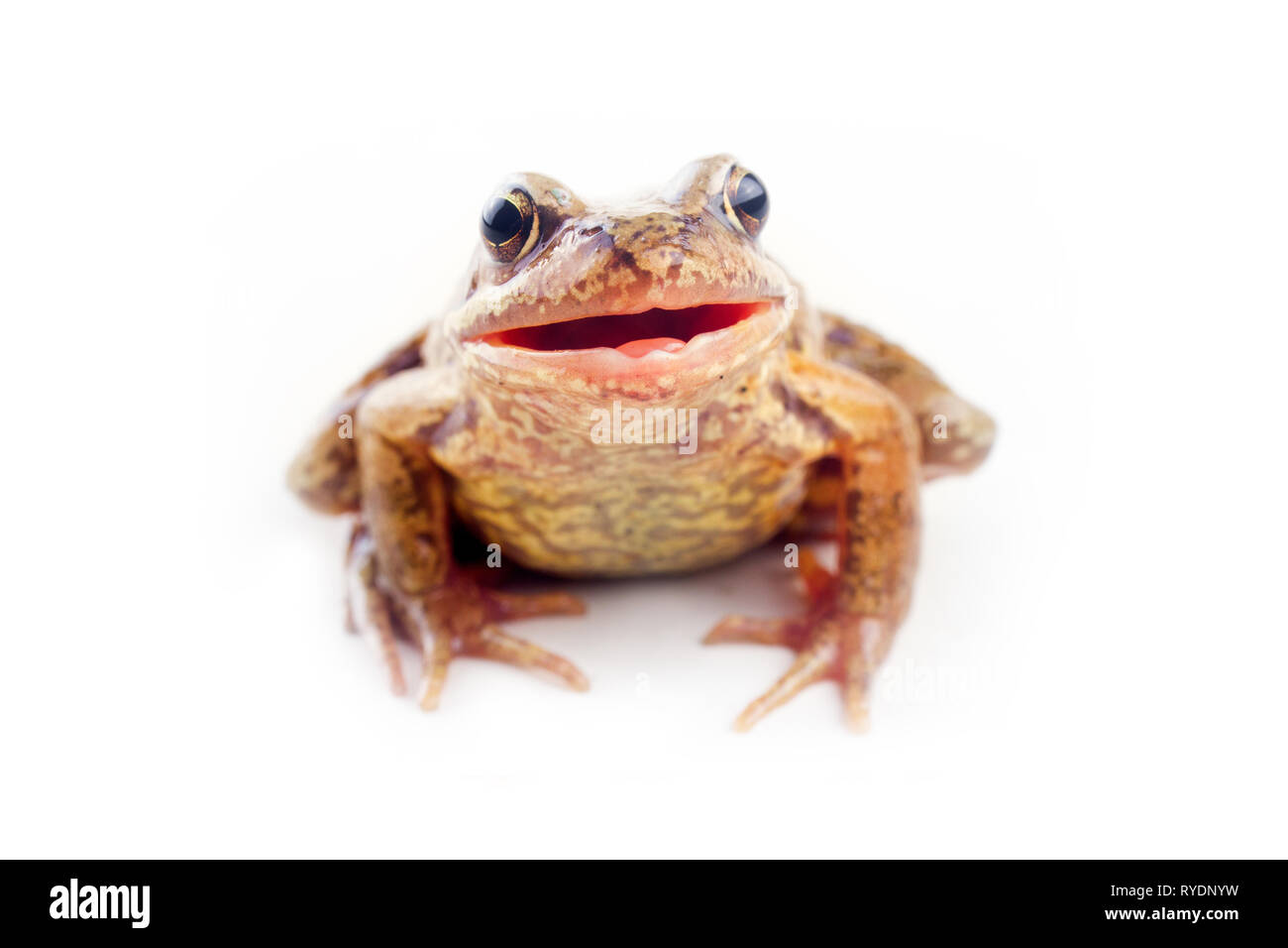 Funny frog. Cheerful frog with open mouth (grin from ear to ear) on white background. Concept of direct interest, curiosity. Rolling stone Stock Photo