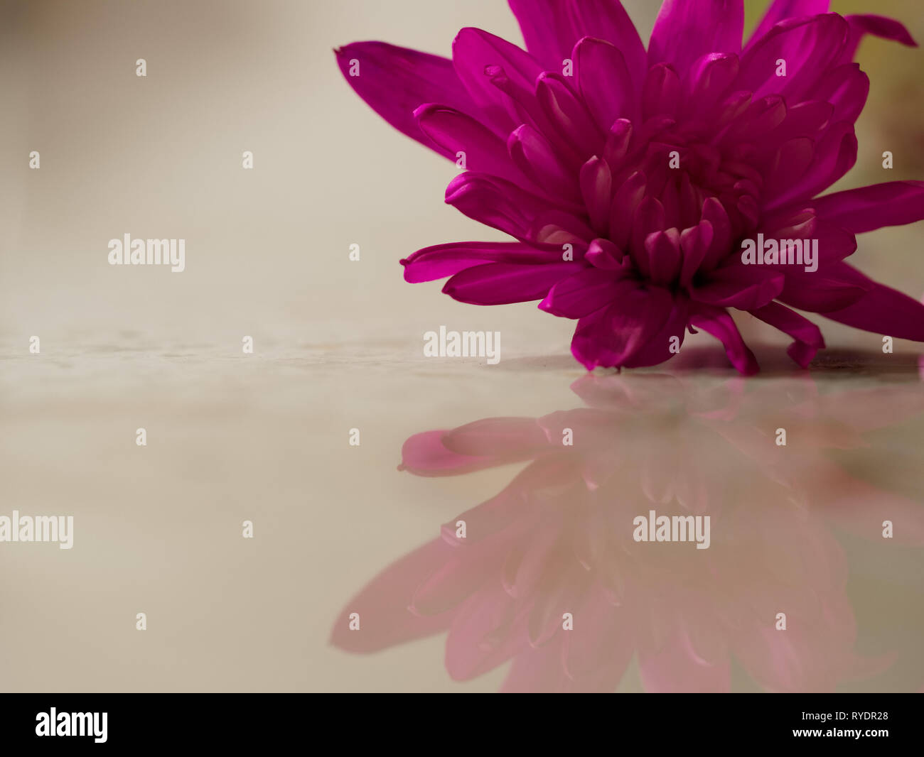 A single bright magenta chrysanthemum flower and its reflection on a smooth surface Stock Photo