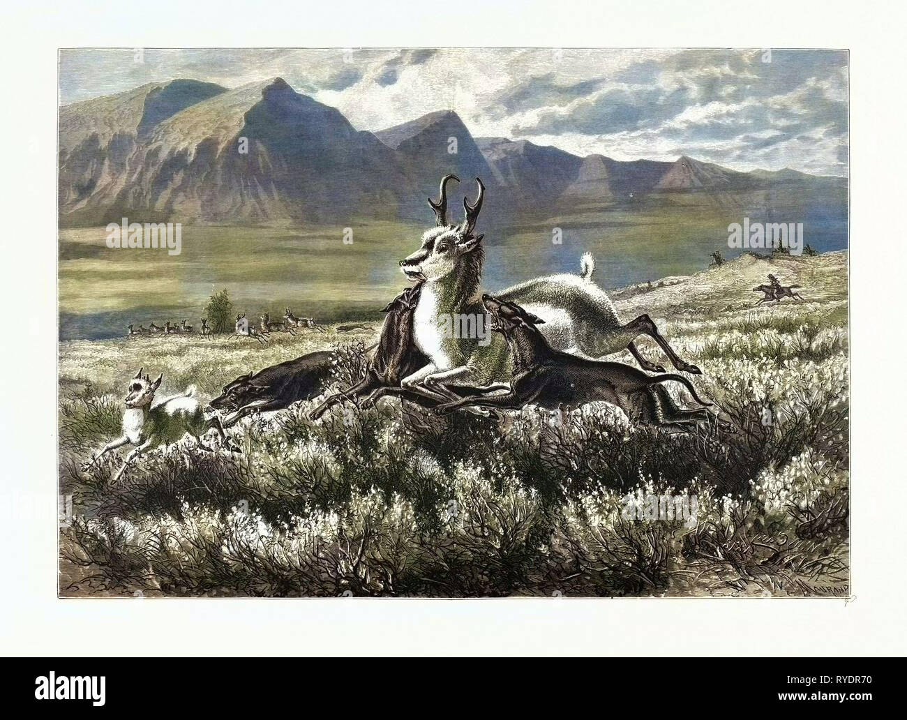 Hunting on the plains hi-res stock photography and images - Alamy