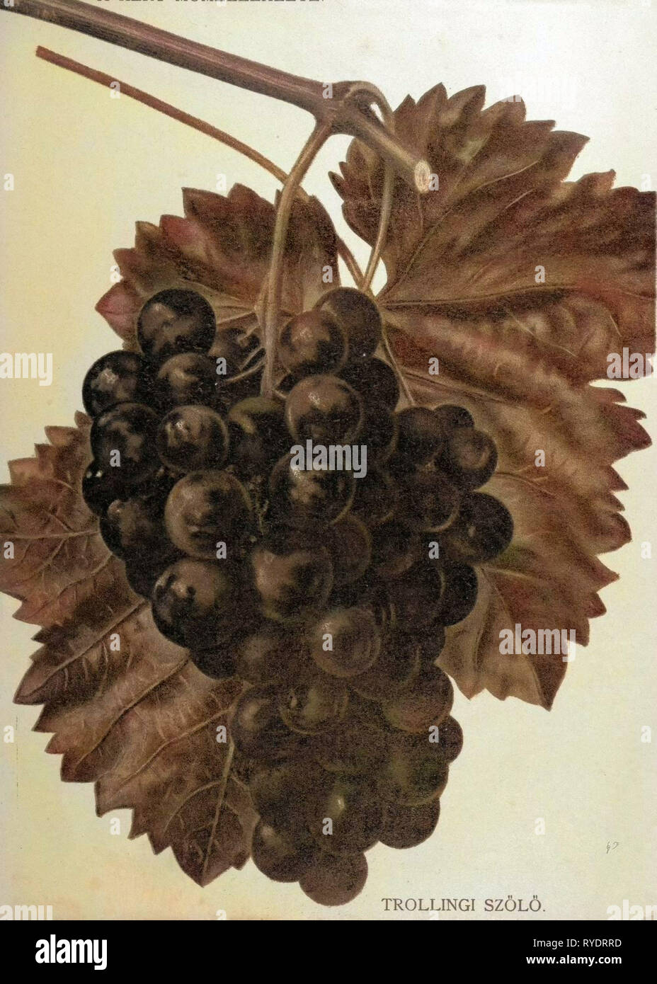 Wine Grapes, Vine, Agriculture, Fruit, Food and Drink, Grape, Plant, Ripe, Season, Natural, Viticulture, Seasonal, Taste, Juicy, Organic, 19th Century, 1800s, 1900s, Fruits,Blue Grapes, Liszt Gourmet Archive Stock Photo