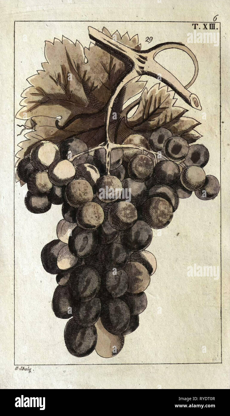 Wine Grapes, Vine, Agriculture, Fruit, Food and Drink, Grape, Plant, Ripe, Season, Natural, Viticulture, Seasonal, Taste, Juicy, Organic, 19th Century, 1800s, 1900s, Fruits, Blue Grapes, Liszt Gourmet Archive Stock Photo