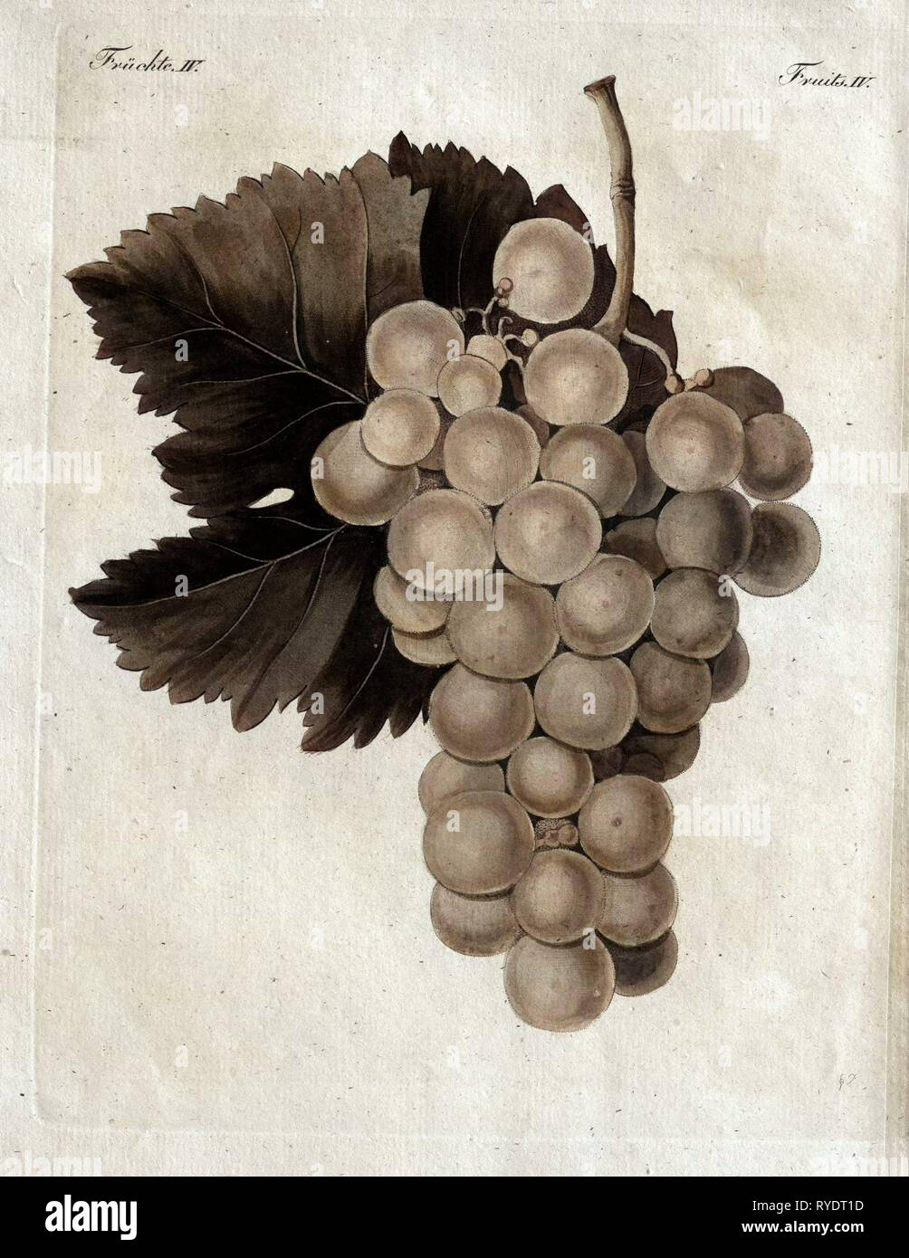 Wine Grapes, Vine, Agriculture, Fruit, Food and Drink, Grape, Plant, Ripe, Season, Natural, Viticulture, Seasonal, Taste, Juicy, Organic, 19th Century, 1800s, 1900s, Fruits, Liszt Gourmet Archive Stock Photo