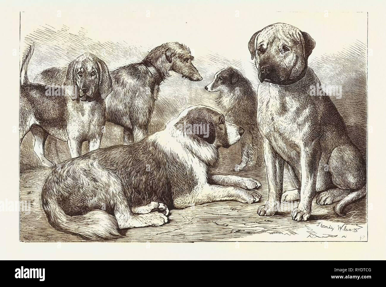 Winners at the Dog Show of the Kennel Club, at the Crystal Palace, London,  Mr. E. Reynolds Ray's Bloodhound, ' Baron.' Mr. C. T. Harris's Mastiff,  'Shah.' Rev. G.A. Sneyd's Rough-Coated St.