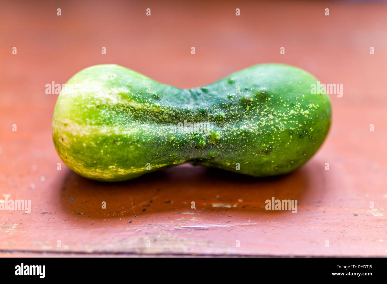 Closeup of dumbell shape small funny cucumber on table farm fresh green garden during summer harvest Stock Photo