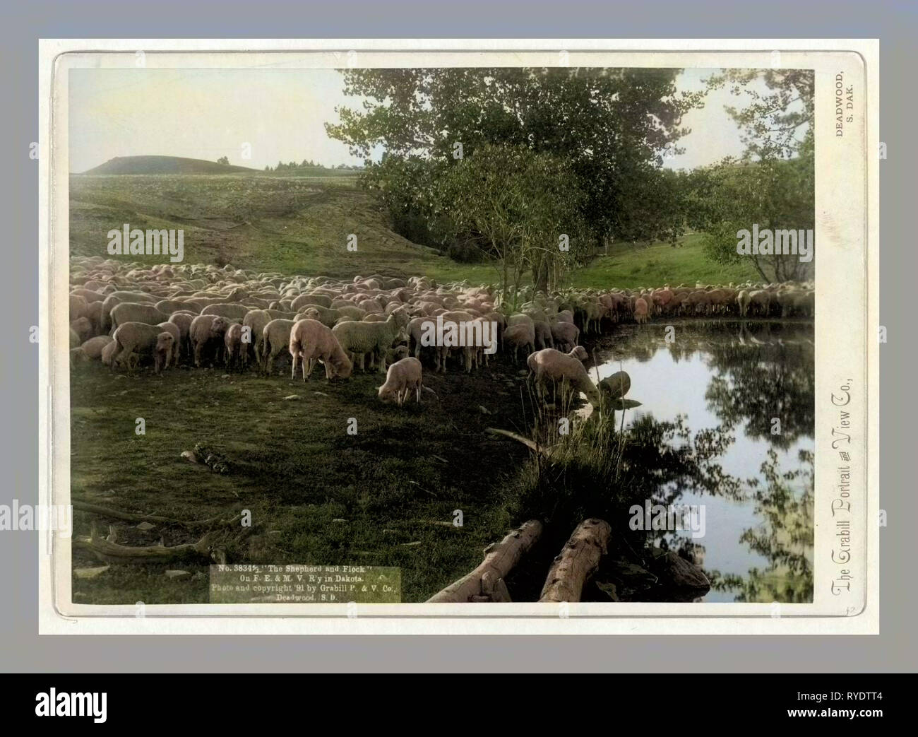 The Shepherd and Flock. On F.E. & M.V. R'Y. In Dakota Stock Photo