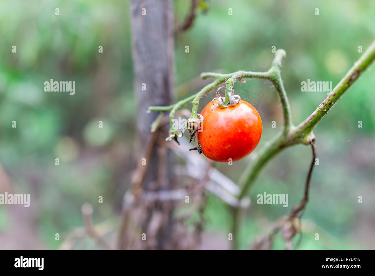 Macro closeup plump ripe wilted orange red colorful tomato hanging growing on plant vine in garden sick plant Stock Photo