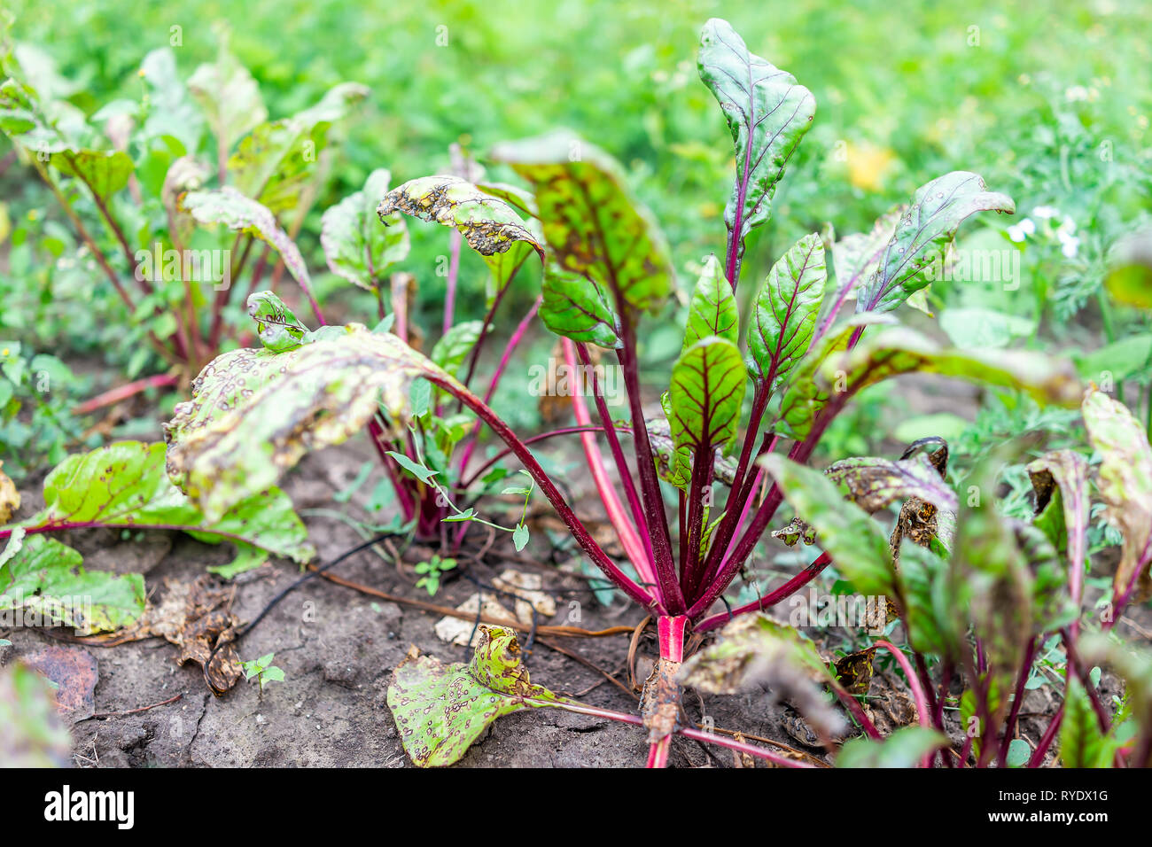 Large red green beet leaves greens closeup on ground in summer garden
