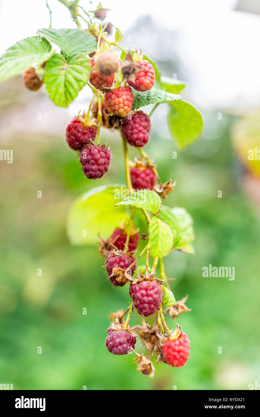 Hanging red raspberries berries macro vertical closeup with plant bush with bokeh in Russia or Ukraine garden dacha farm with vibrant color ripening Stock Photo