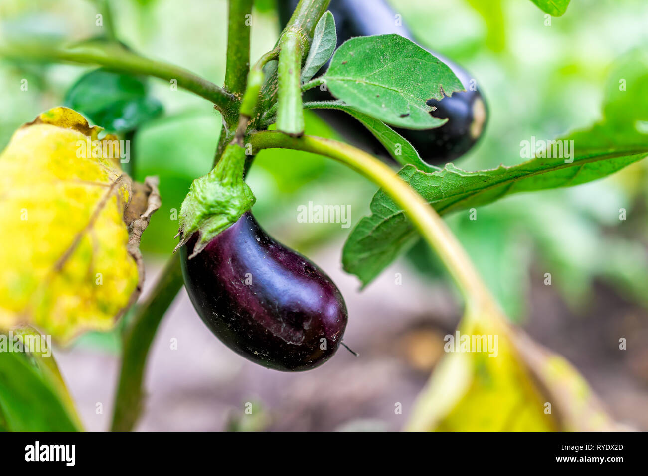 Large or small black purple shiny eggplant growing green leaves