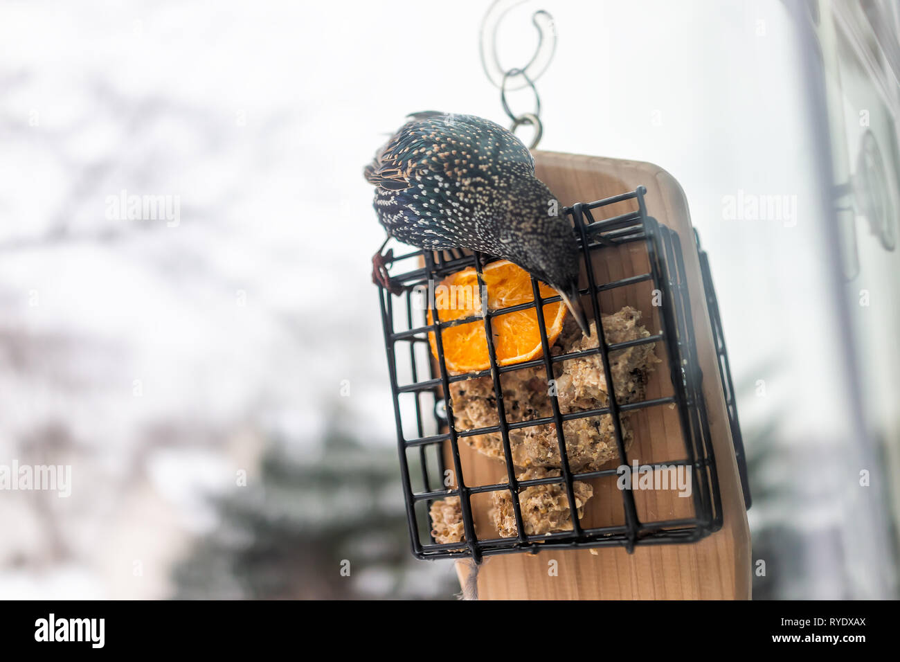 Closeup of European starling bird sitting perched on plastic suet feeder cage by window in Virginia eating with beak and orange half Stock Photo