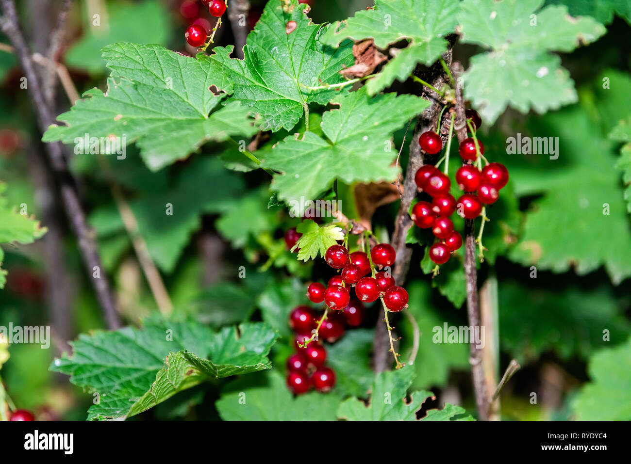 Hanging red currant berries macro closeup with plant bush in Russia or Ukraine garden dacha farm with vibrant color at night Stock Photo