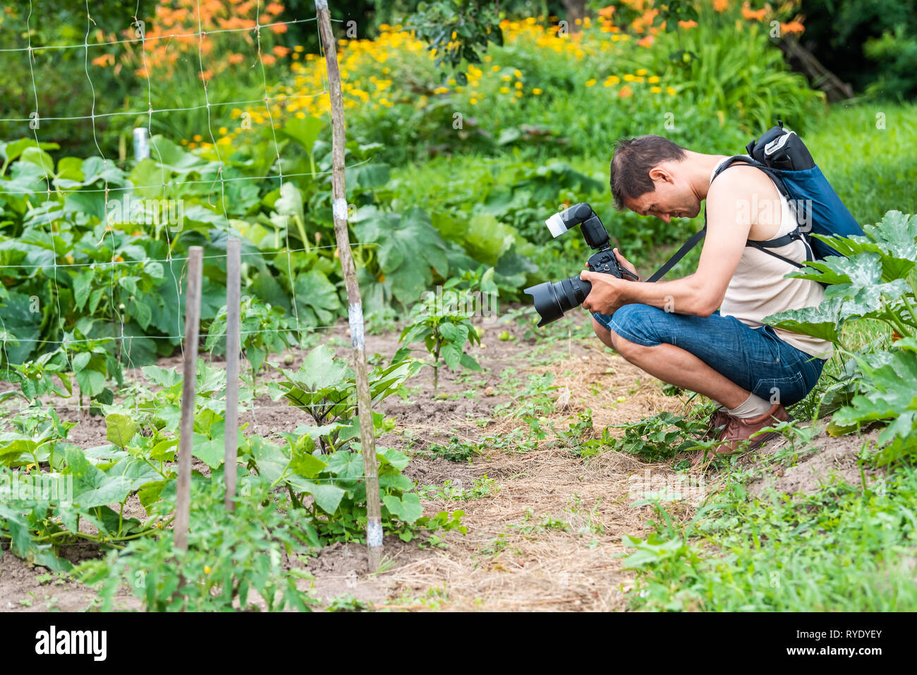 Young man photographer in garden taking picture photo of plants in green summer in Ukraine Russia dacha or farm with cucumber vegetable tomato orchard Stock Photo