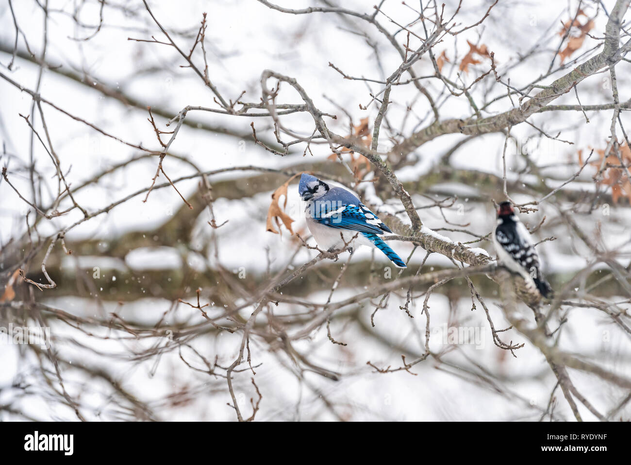 Closeup of two birds perched together with blue jay, Cyanocitta cristata, and downy or hairy woodpecker sitting on oak tree branch during winter snow  Stock Photo